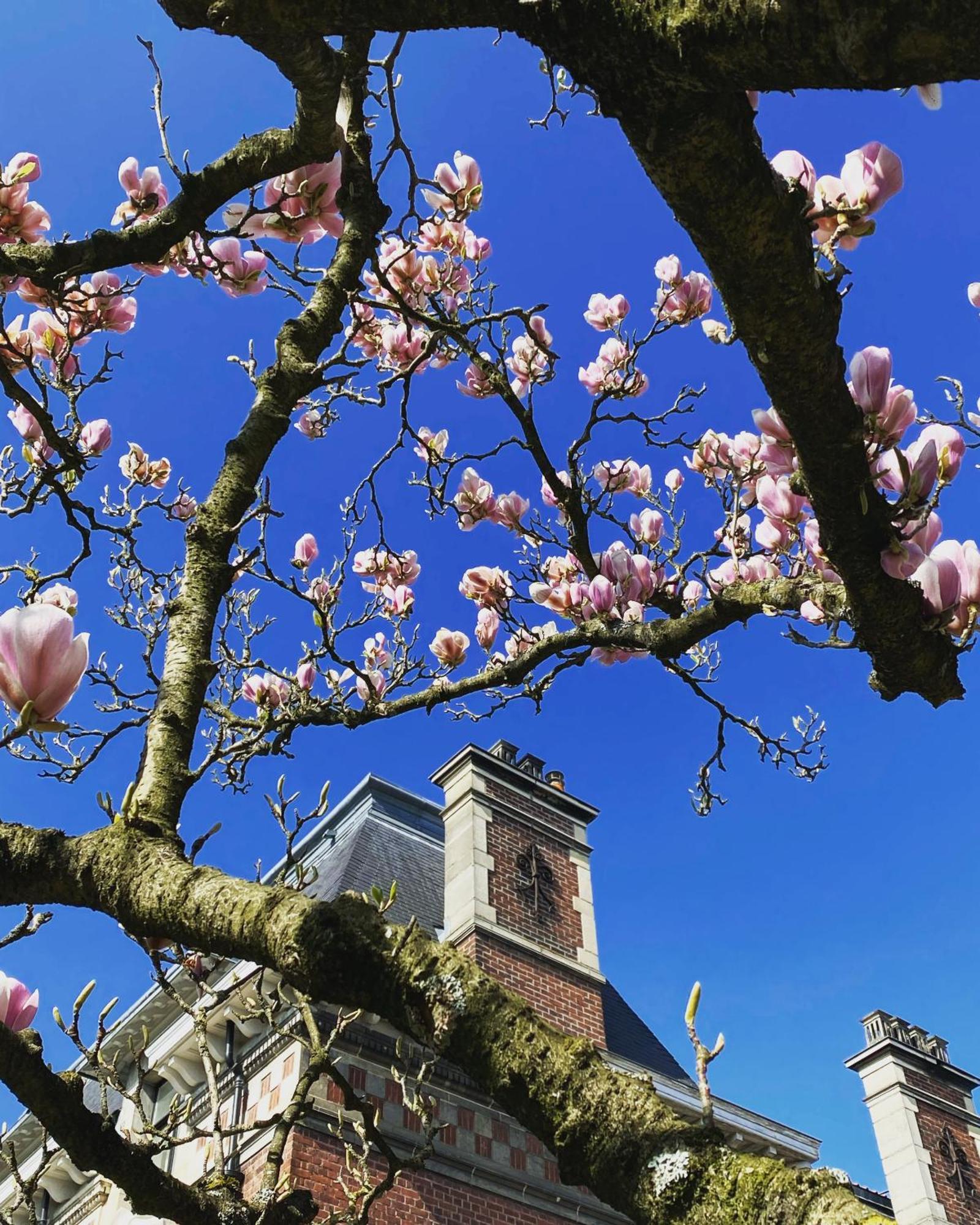 La Villa Barbieux Roubaix Dış mekan fotoğraf